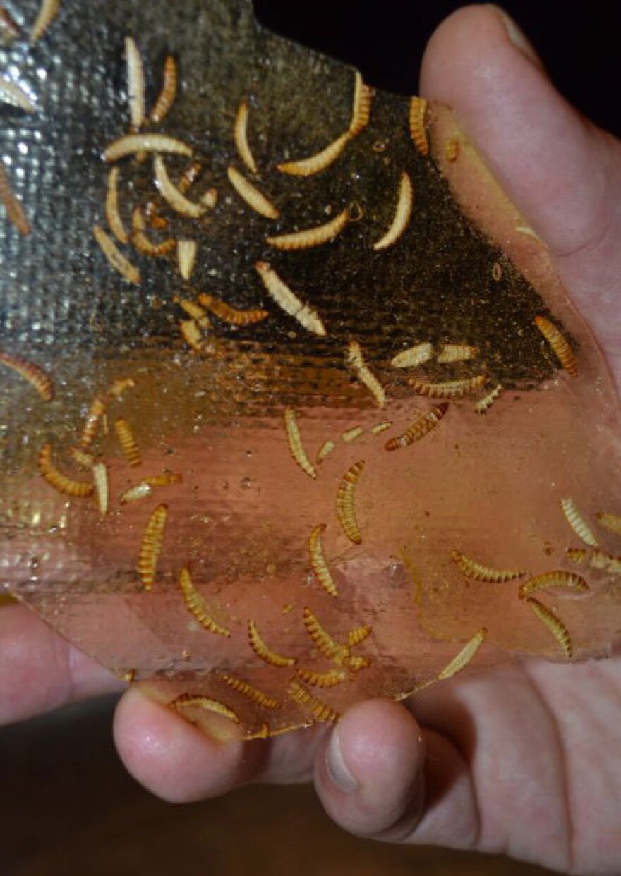 Candied buffalo worms were on the menu at the Dutch restaurant. Specktakel owner Mark Cashoek says it's "the fear factor" and "the gimmick" that get restaurant patrons to eat some of his insect dishes.