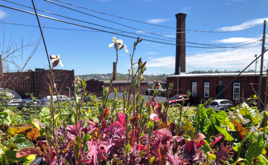 A garden table holds flats of plants at the YouthGROW Main South urban garden in Worcester, Massachusetts.