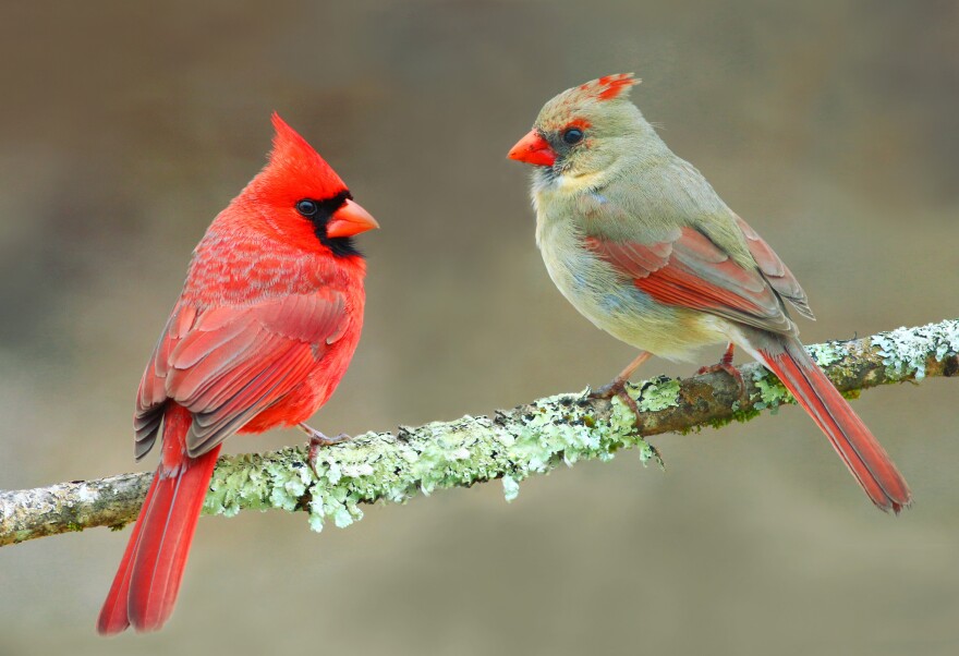 Northern cardinals have distinctive colors and call to one another at dawn and dusk. 