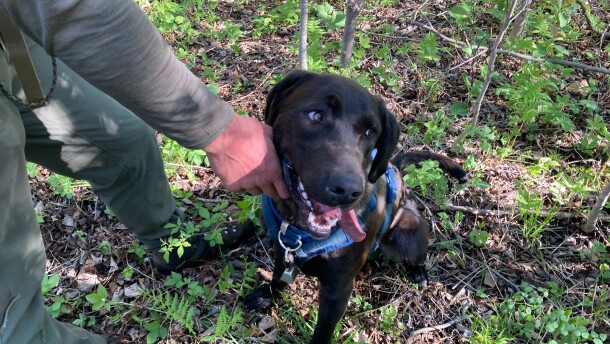 Wheeler is a conservation detection dog for Find It Detection Dogs. He and his handler, Stu Hoegh, travel all over the world for contracts tracking down different animal signs. (credit: Ellie Katz / Points North)