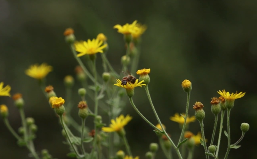 bee on flower