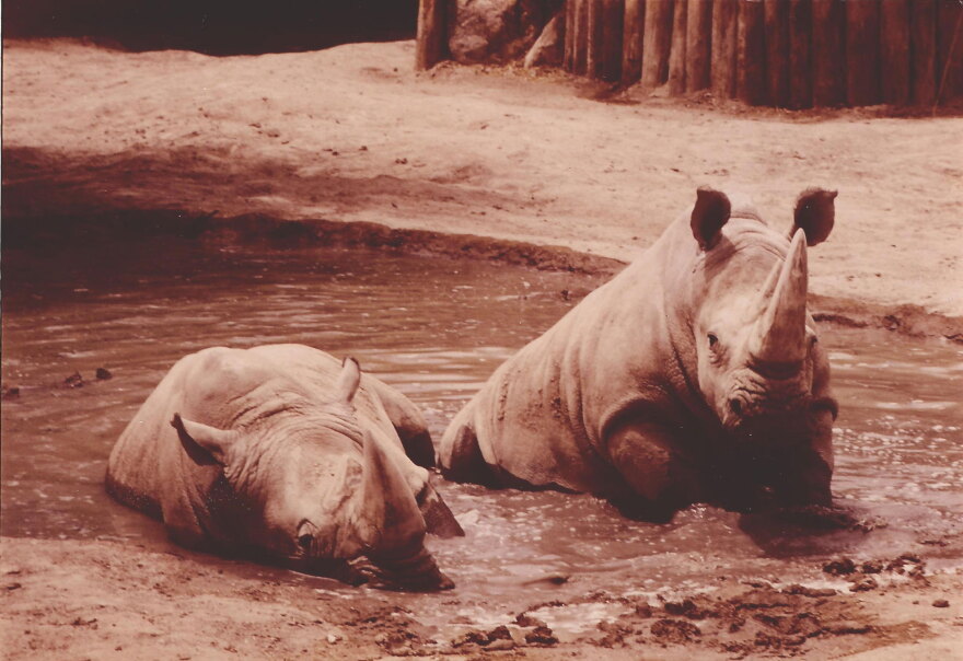 Rhinos 1986 Reid Park Zoo