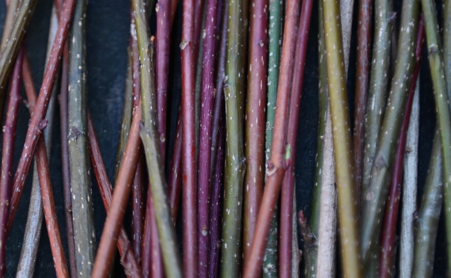 Colorful tree sprouts.