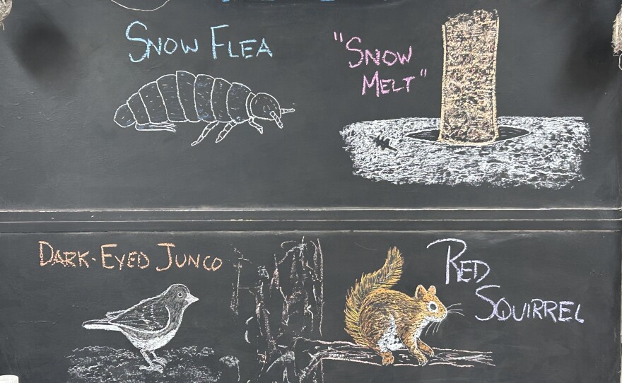 Chalk illustrations show a Dark-eyed Junco, a red squirrel, snow melt, and a snow flea.