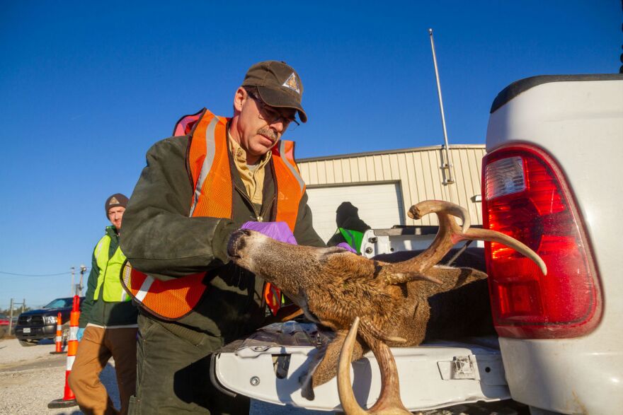 Missouri Department of Conservation staff in Weldon Spring test a deer for chronic wasting disease. Nov. 10, 2018