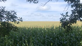 Elspeth captured this view of a conventional American corn monoculture from beneath a canopy of chestnut trees on a visit to a perennial-focused farm in Wisconsin. The corn monoculture is kept continually in the earliest stages of succession; the perennial farm is kept in a steady middle stage of succession through regular mowing and grazing.