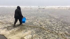 Dawn Radonski, harmful algal bloom specialist with the Quinault Tribe , sets out to sample for toxic algae at Copalis Beach in Ocean City, WA. 