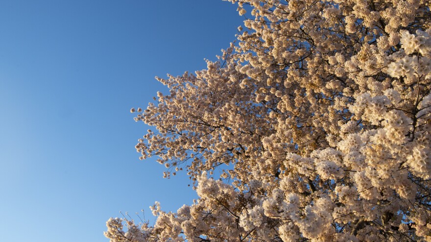 A blooming Japanese cherry tree is seen along the Tidal Basin in Washington, D.C., on March 29.