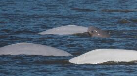 Endangered Cook Inlet belugas in the wild.