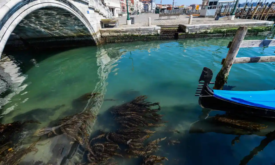 eaweed can be seen in clear waters in Venice as a result of the stoppage of motorboat traffic.