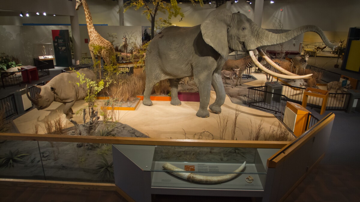 Sioux Falls officials stand by move to close taxidermy exhibit - Vimarsana News