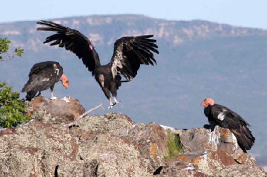 Three California condors on a cliff edge