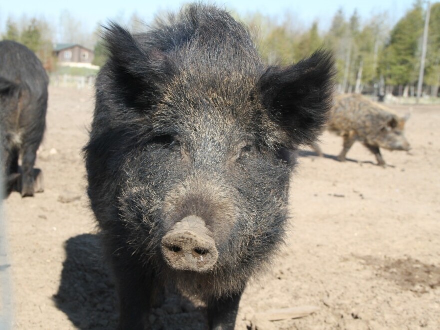 A Russian sow on Mark Baker's farm. Four other parties have joined Baker's lawsuit against the Michigan Department of Natural Resources.