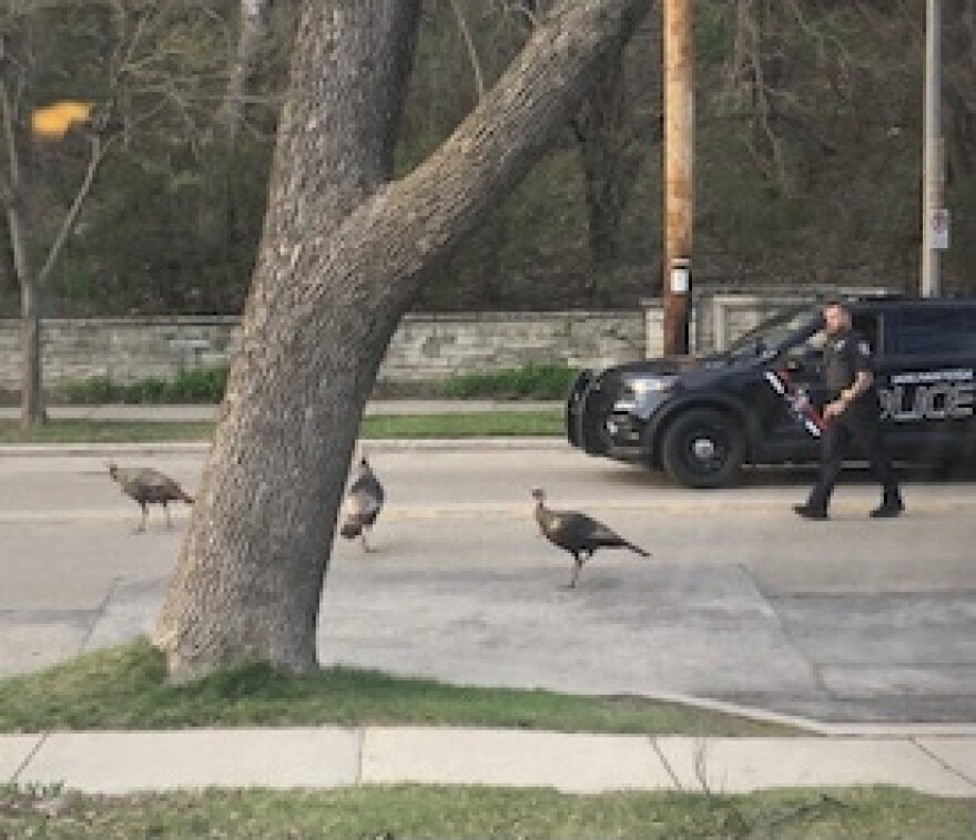 John Pokrandt said police sirens and chasing after turkeys didn't stop the birds for long.
