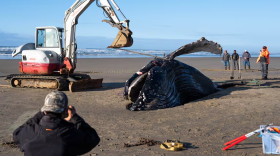 A team of workers flip over the beached whale at San Marine State Park near Yachats, Ore. on Tuesday, Nov. 18, 2025. Scientists, veterinary students and members of the Confederated Tribes of Siletz Indians worked together to disassemble the whale, which was euthanized on Monday.