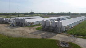 A CAFO off Route 25 in Tippecanoe County.