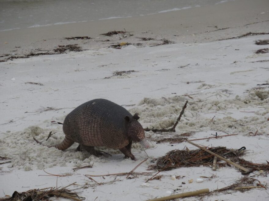 Armadillo walking on a beach