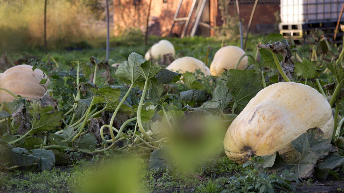 Fall foliage follies? Or autumnal accomplishments? Answering your gardening questions - Vimarsana News