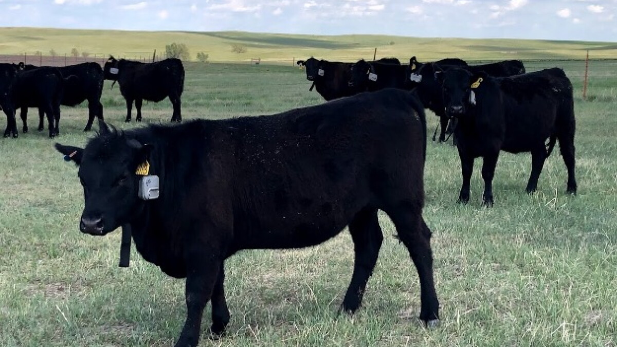 Virtual fencing manages livestock without physical boundaries - Vimarsana News