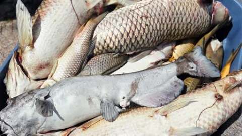 A bucket of dead fish collected from a massive die off at St. Vrain State Park near Longmont. 