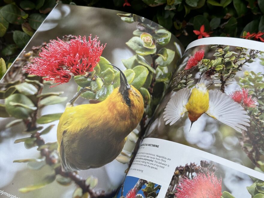 An ʻakiapōlāʻau photographed and featured by Bryan Shirota in "Manu: Hawaiian Birds." (April 13, 2026).