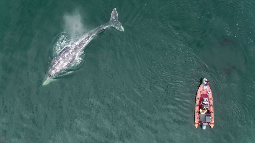 A drone films a grey whale and a research boat