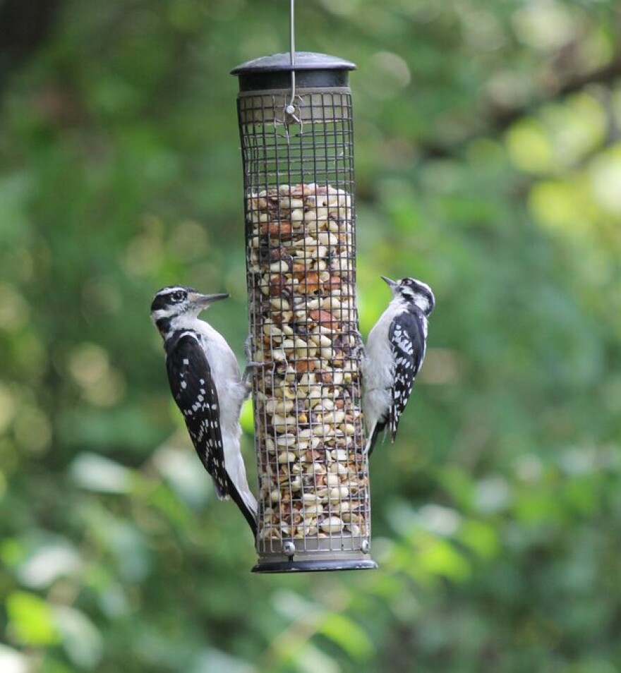 Two birds eating out of a bird feeder