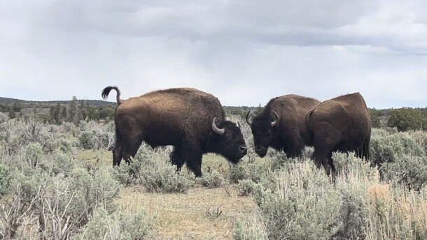 Three young bull bison in sagebrush.