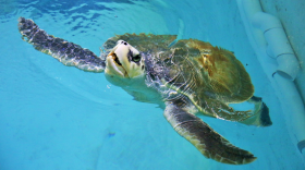 Green sea turtle