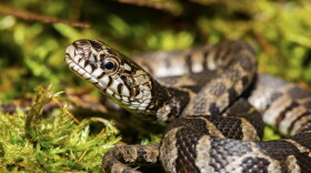 A close up of a young Northern Water Snake in New England.