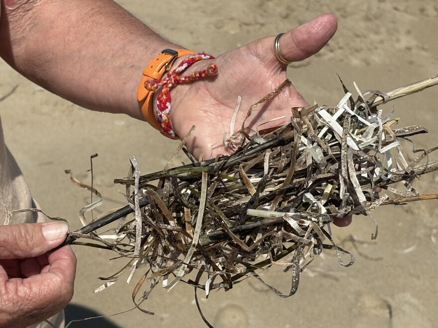 Eve Butts holds beach wrack in Sandbridge in Virginia Beach on Aug. 26, 2026.