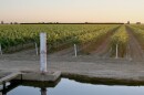 A vineyard in Fresno County