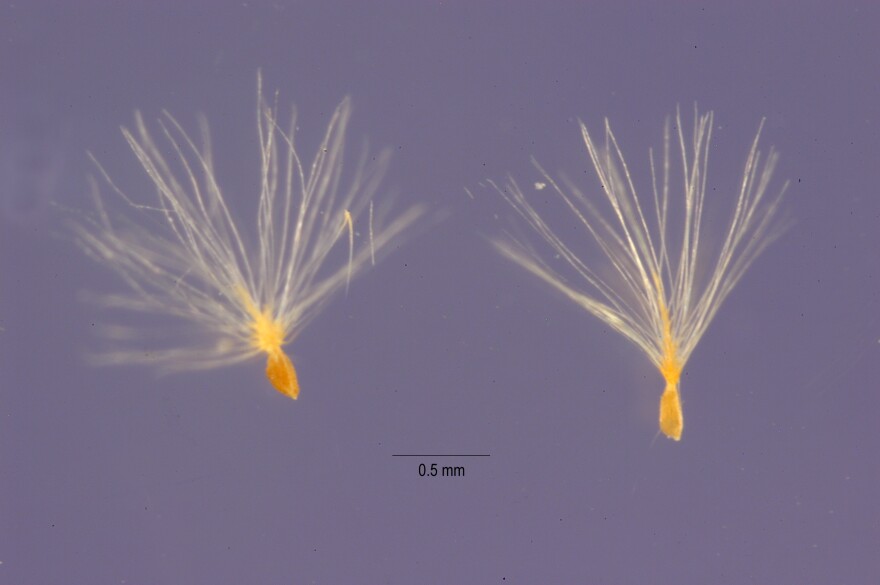 Each tamarisk plant can produce hundreds of thousands of seeds, like these ones from Tamarix pentandra.