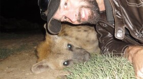 Willi is the young male hyena who treated Marcus Baynes-Rock like a friend. (Marcus Baynes-Rock)