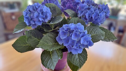A vase of blue hydrangeas.
