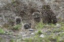 An owl and three young chicks on a grass field. 