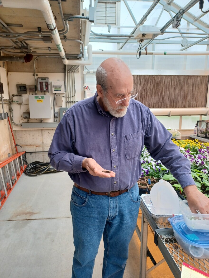 Chris Barnhart holds a regal fritillary caterpillar