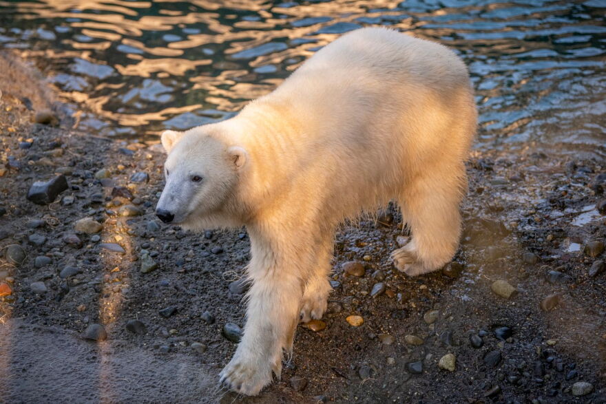 The St. Louis Zoo will welcome a new polar bear this fall.