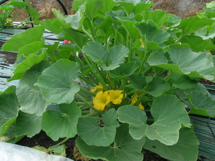 Zucchini Squash with Flowers, Courtesy & Copyright Jim Cane, Photographer