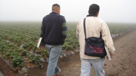 Migrant Education Workers leave a strawberry field after recruiting for their programs.