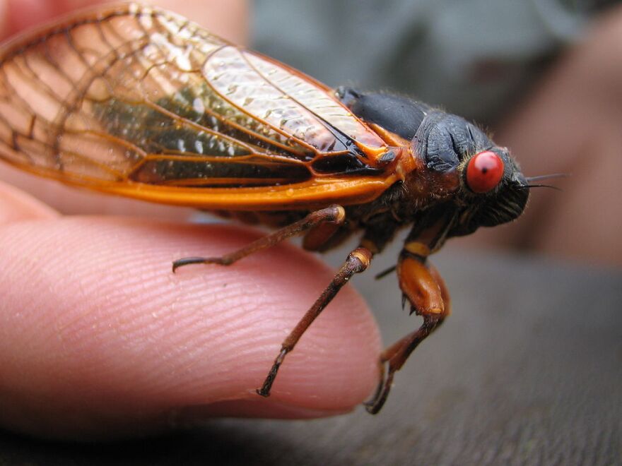 An adult periodical cicada on a fingertip