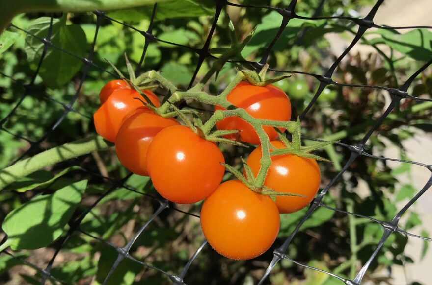 Sun gold cherry tomatoes!