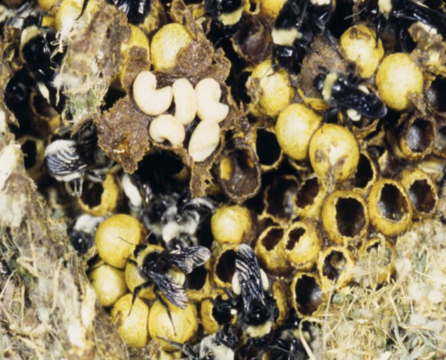 American bumblebees work inside their nest. The image shows a busy mix of adult bees, white larvae, and gold-colored 'pots' arranged in haphazard rows. Some of the pots are open, and others are closed. Surrounding the area is dried grass and fluff.