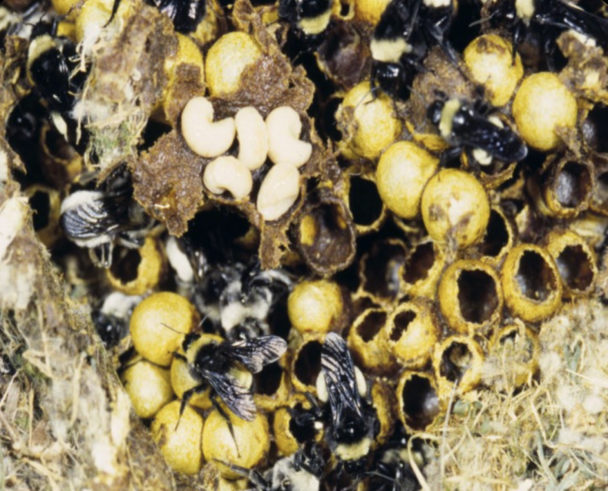  American bumblebees work inside their nest. The image shows a busy mix of adult bees, white larvae, and gold-colored 'pots' arranged in haphazard rows. Some of the pots are open, and others are closed. Surrounding the area is dried grass and fluff.