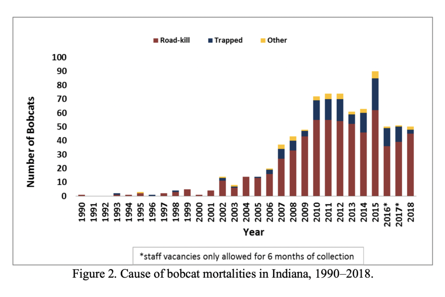 A stacked bar chart tracks bobcat mortalities in Indiana. The vast majority every year are labeled as road-kill. Bobcat mortalities increased from about 15 in 2004 to nearly 90 in 2015. They dropped to about 50 from 2016-2018.