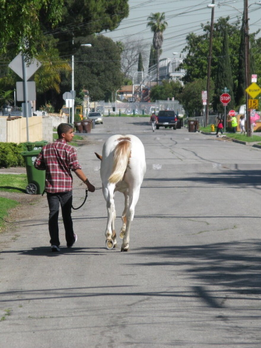 A young man leads his horse down the streets of Richland Farms.