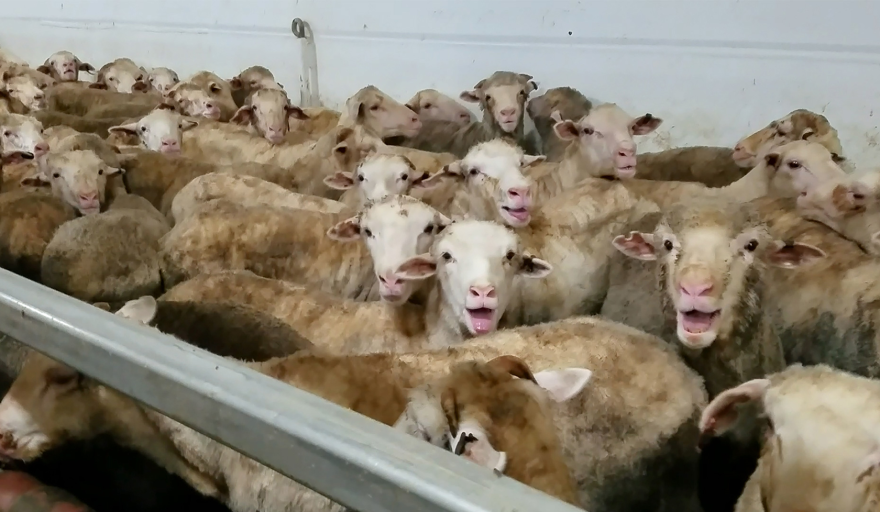 A whistleblower captured footage from five voyages of the Awassi Express.