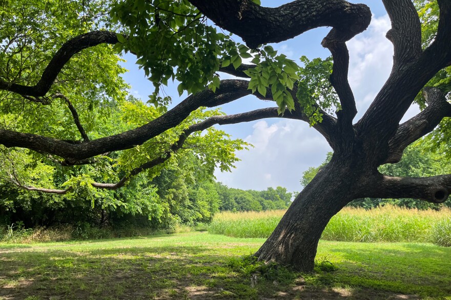 A beautiful tree provides shade by the trails at Rowlett Creek Preserve in Garland.