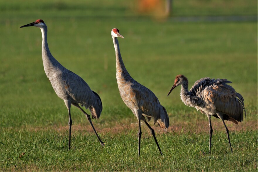 three sandhill cranes on a grassy field 