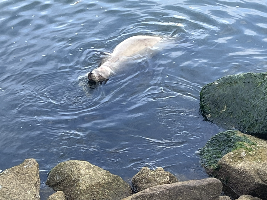 A pale-colored sea lion floats just off shore from some large rocks.